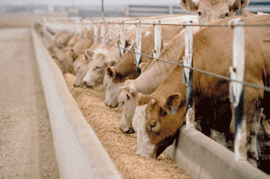 Feedlots